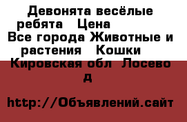 Девонята весёлые ребята › Цена ­ 25 000 - Все города Животные и растения » Кошки   . Кировская обл.,Лосево д.